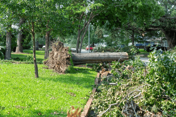 Storm Cleanup Satisfied customer after professional tree services and cutting Searcy AR