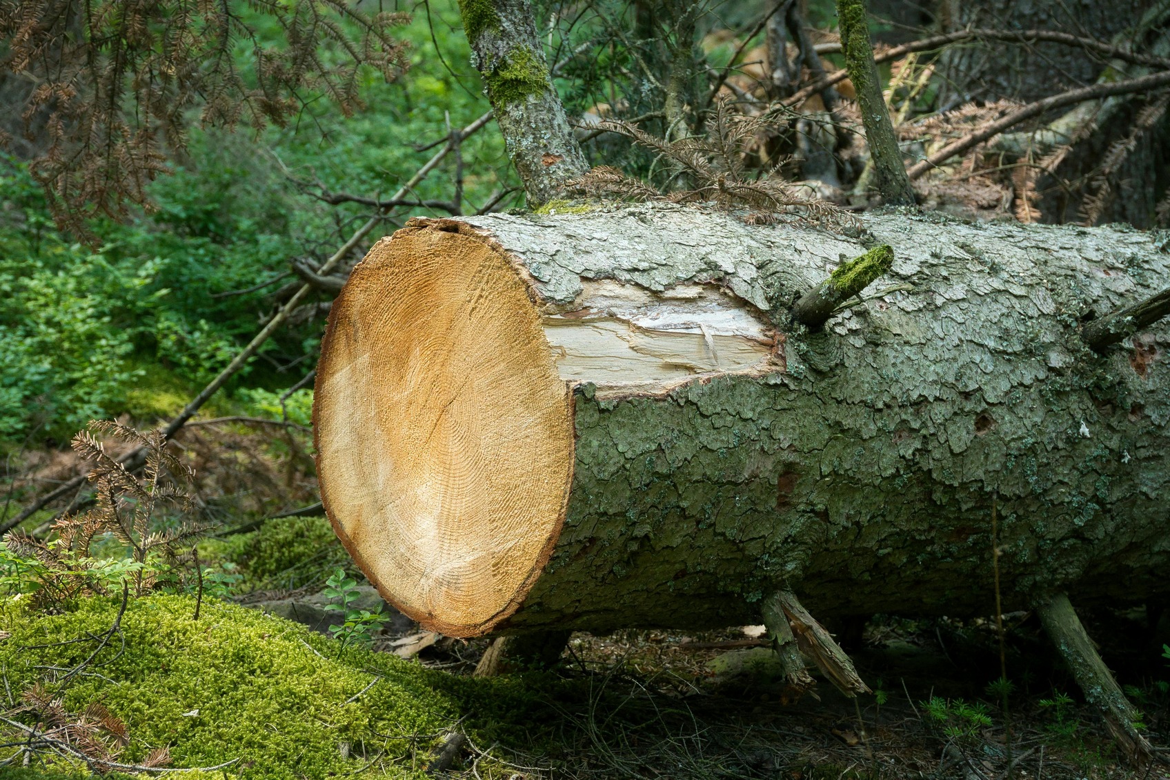 tree Removal Safe tree removal and cutting service Searcy AR